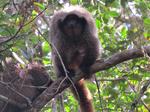 Titi monkeys behaviour and ecology